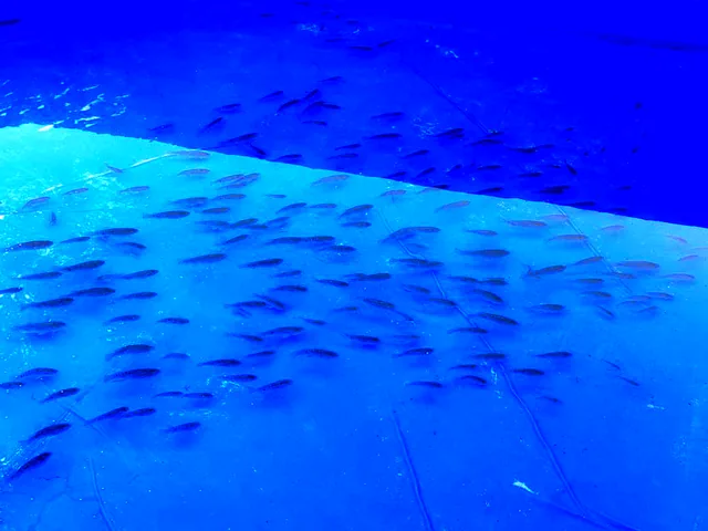 Alevins après empoissonnement
