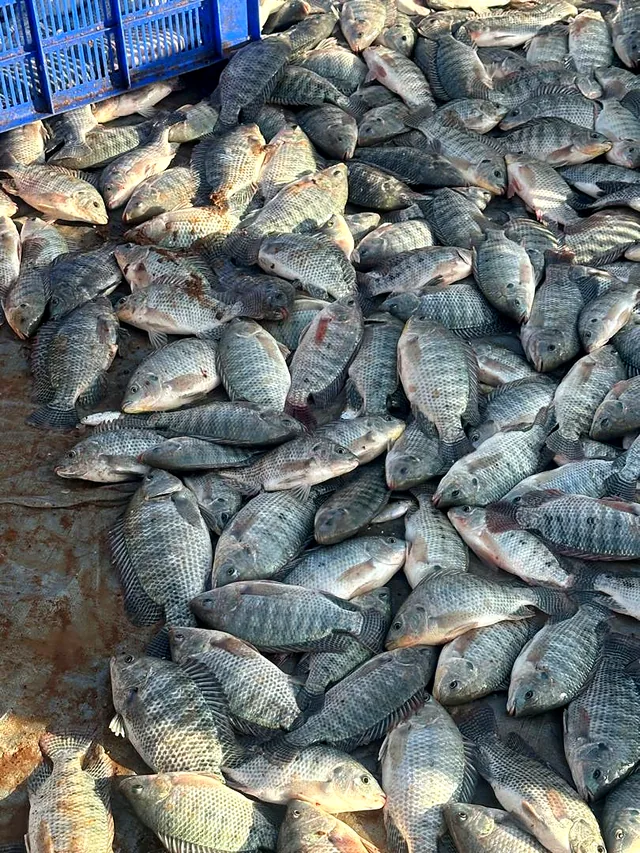 Tilapias à la récolte